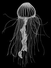 Load image into Gallery viewer, Calliope Tee - Jellyfish