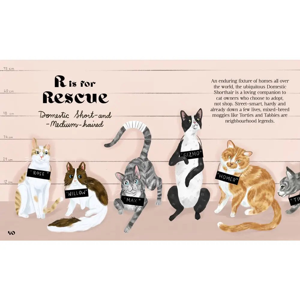 Catphabet : A Cat Alphabet