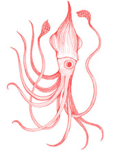 Load image into Gallery viewer, Calliope Tee - Squid

